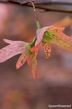 American hornbeam